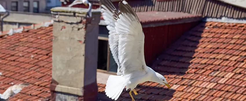 Residential Chimney Animal Removal Solution in Westchase, FL