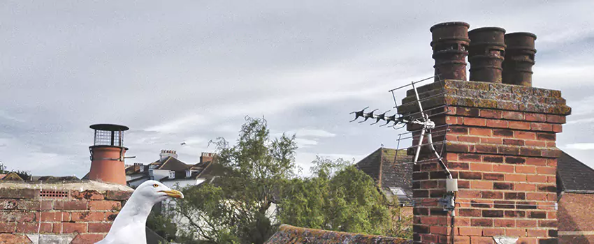 Chimney Cleaning And Restoration in Westchase, Florida